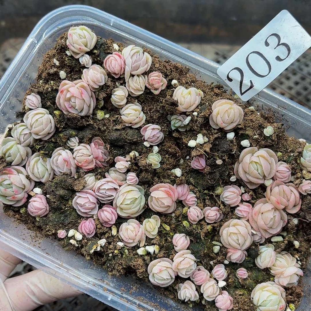 多肉植物多肉植物203
