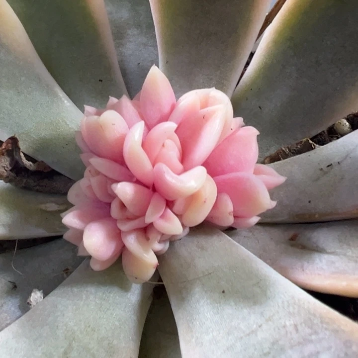 汉堡锦多肉植物493