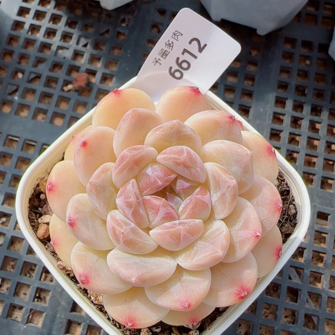 黄冰魄，6612多肉植物