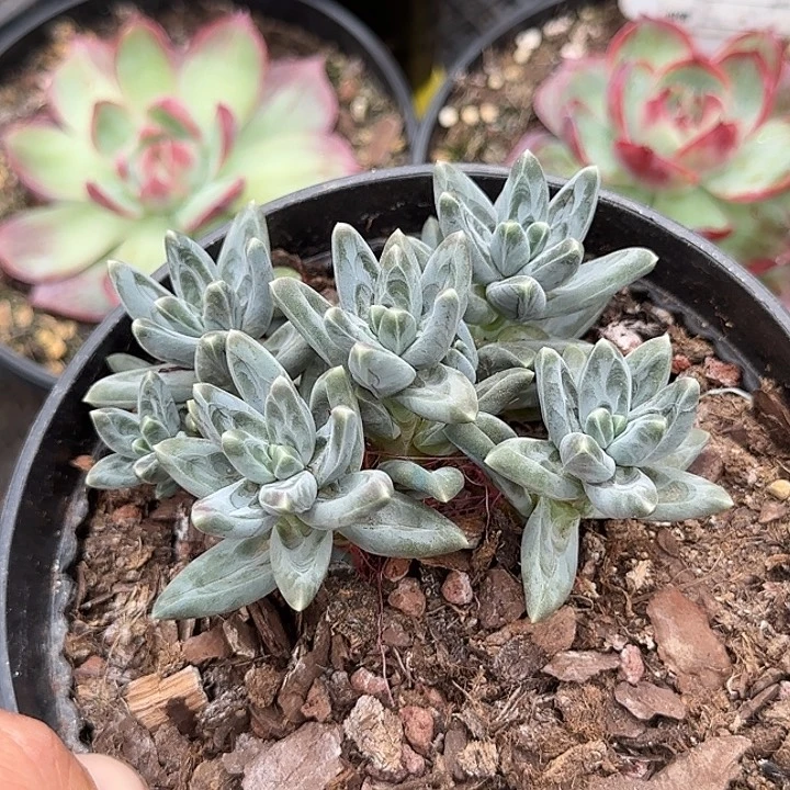 乌拉克拉惊鸿一物一拍包装收缩花旱