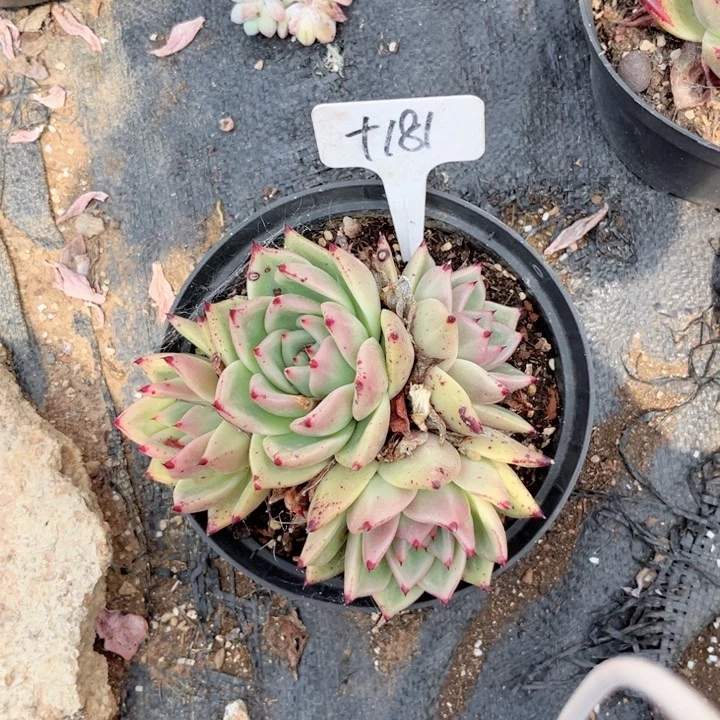 晨语多肉一物一拍+181