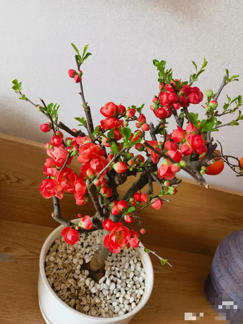 【玫瑰之约8年海棠】分支盆栽地栽带花芽苞重瓣花卉洛阳牡丹花