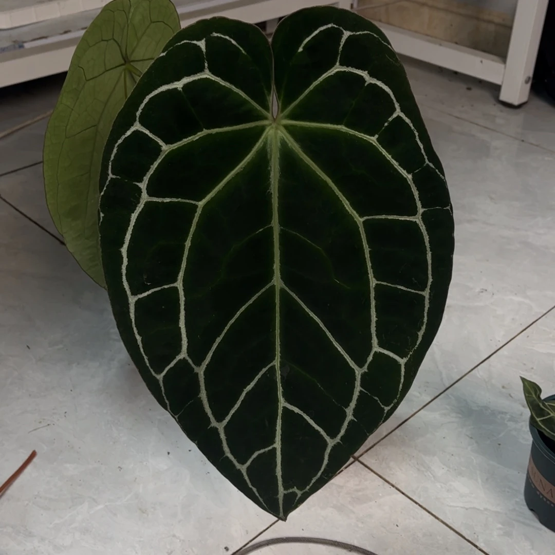 不开花植物黑水晶075