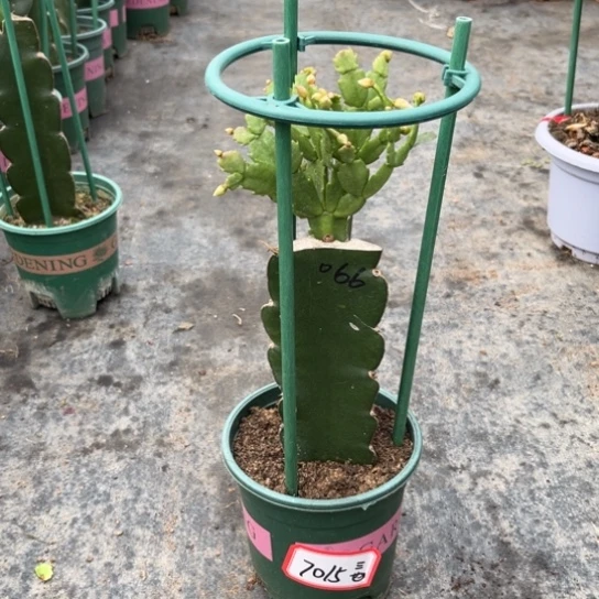 066蟹爪兰尾号7015