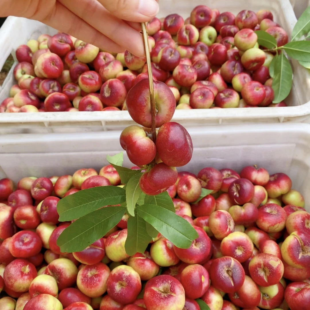 露天头茬纽扣蟠桃·桃香浓郁·现摘现发（4斤装）