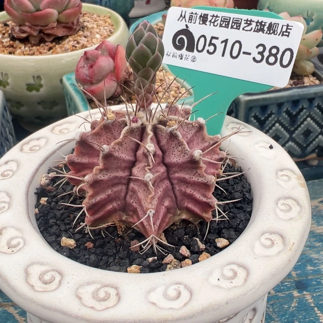 从前慢多肉精选编 0510.380