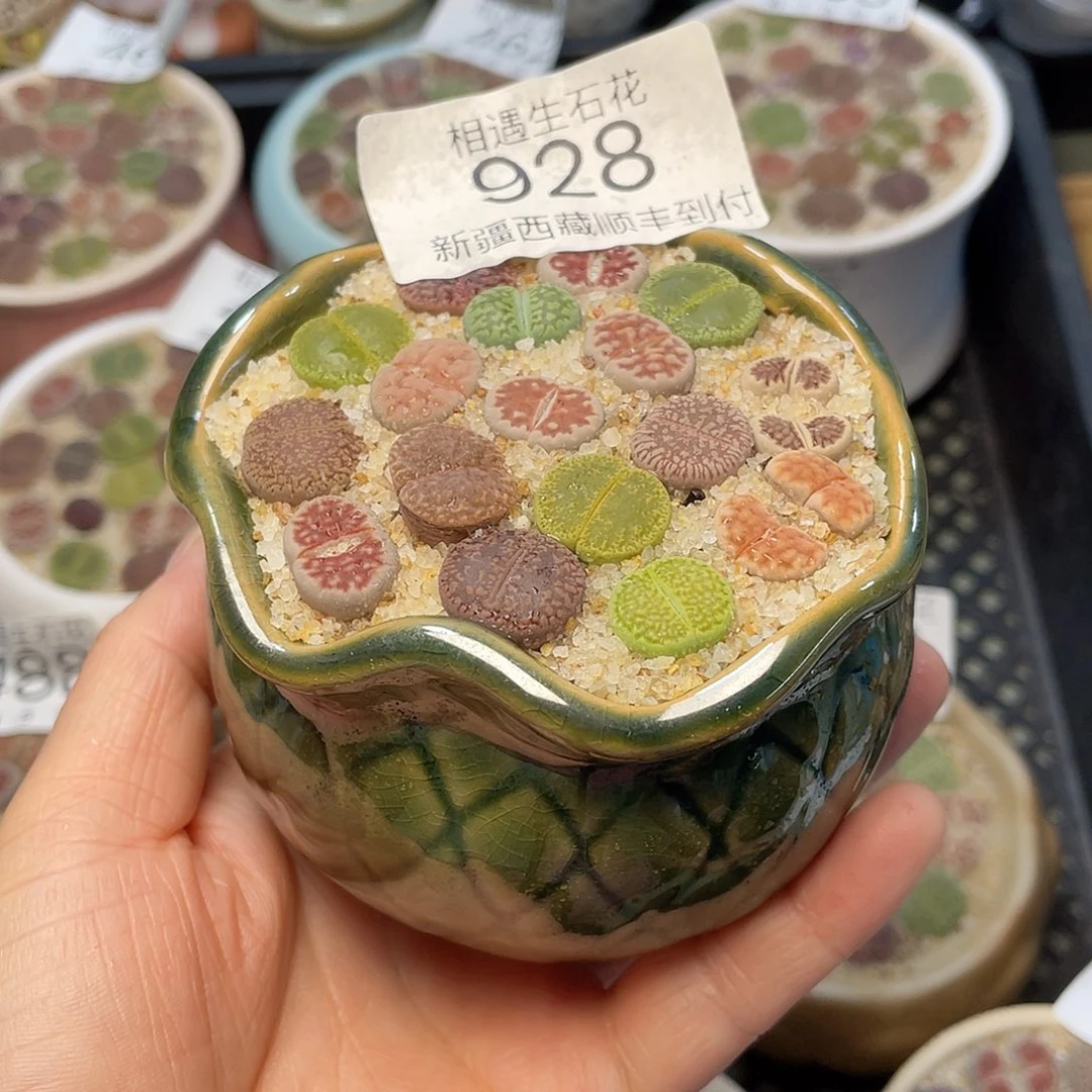 相遇开播福利928