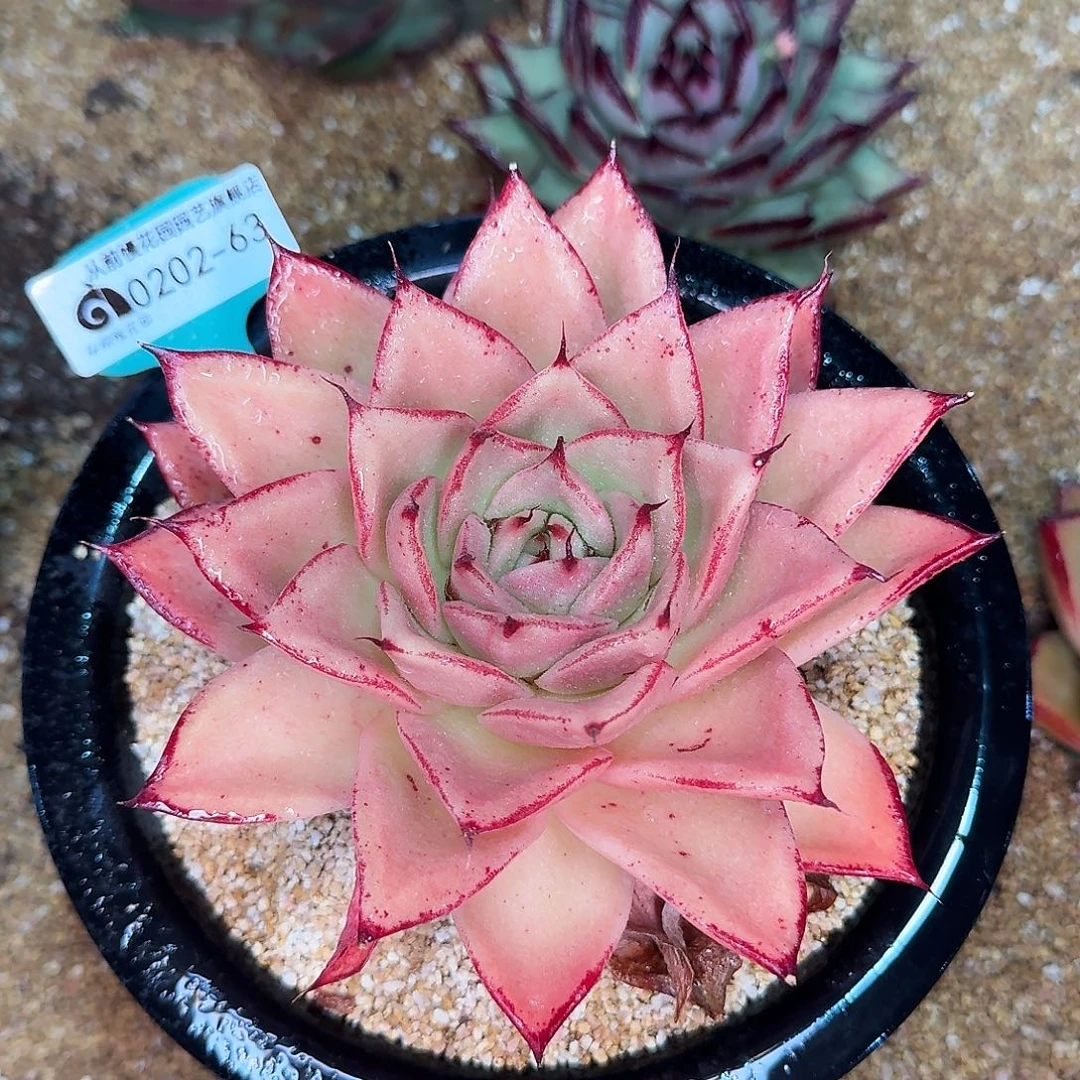 从前慢花园东云系多肉0202-63