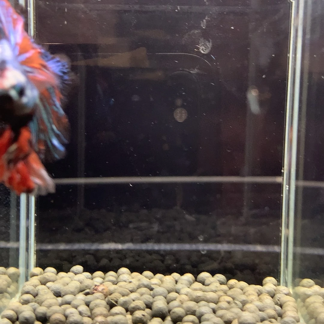 斗鱼七弟泰国斗鱼431