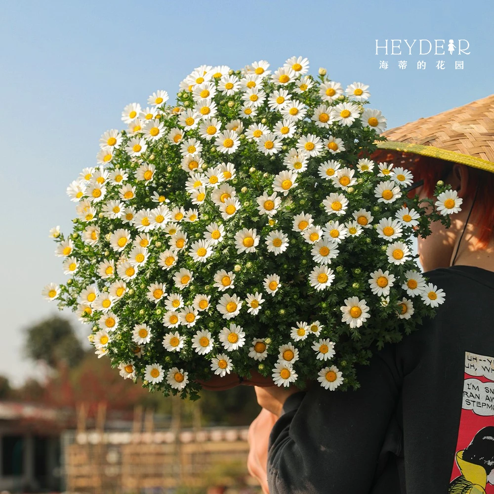 海蒂的花园白晶菊14cm盆栽苗阳台庭院白色花卉宿根多年生观赏植物