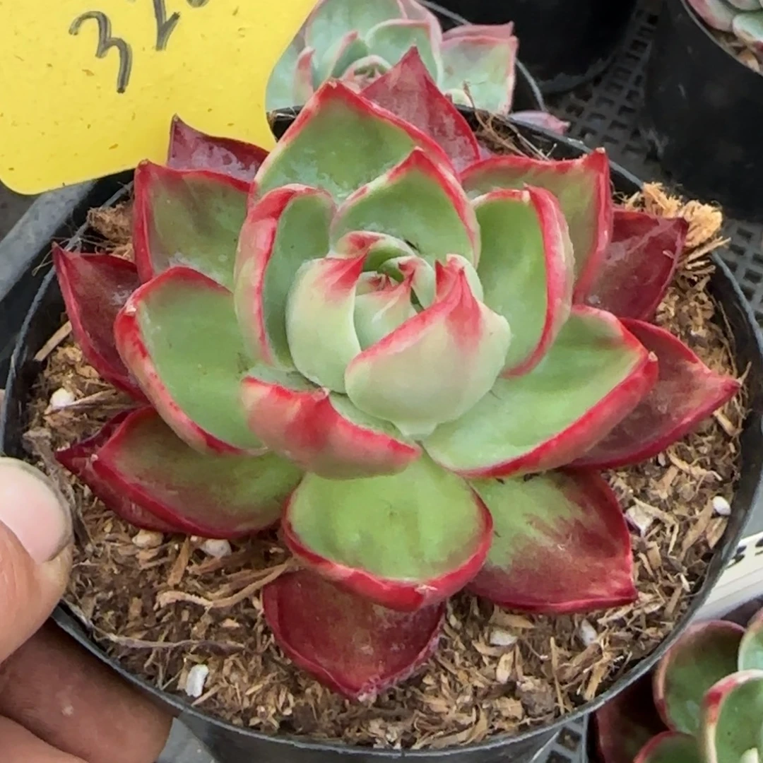 惊鸿一物一拍包装收缩花旱320