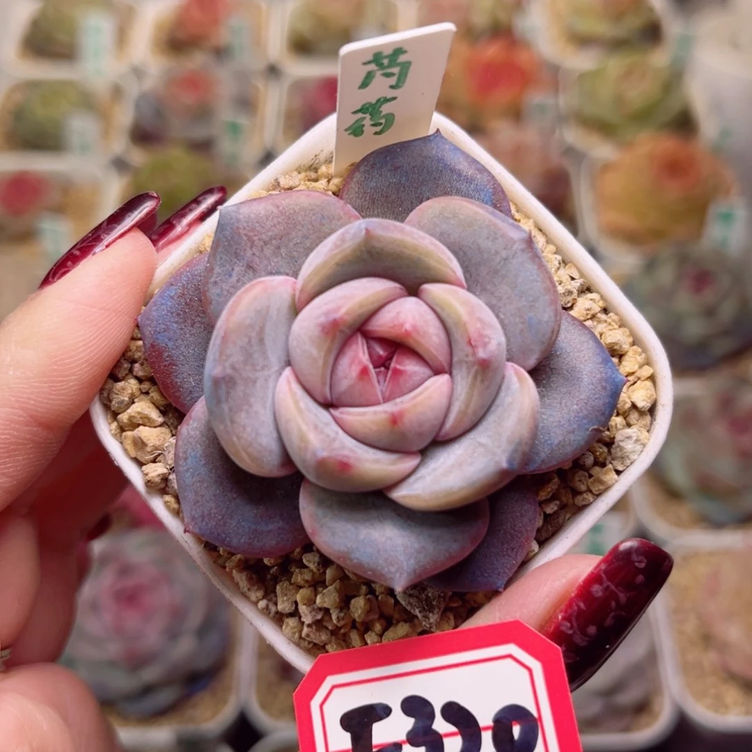 F320一物一拍 芍药