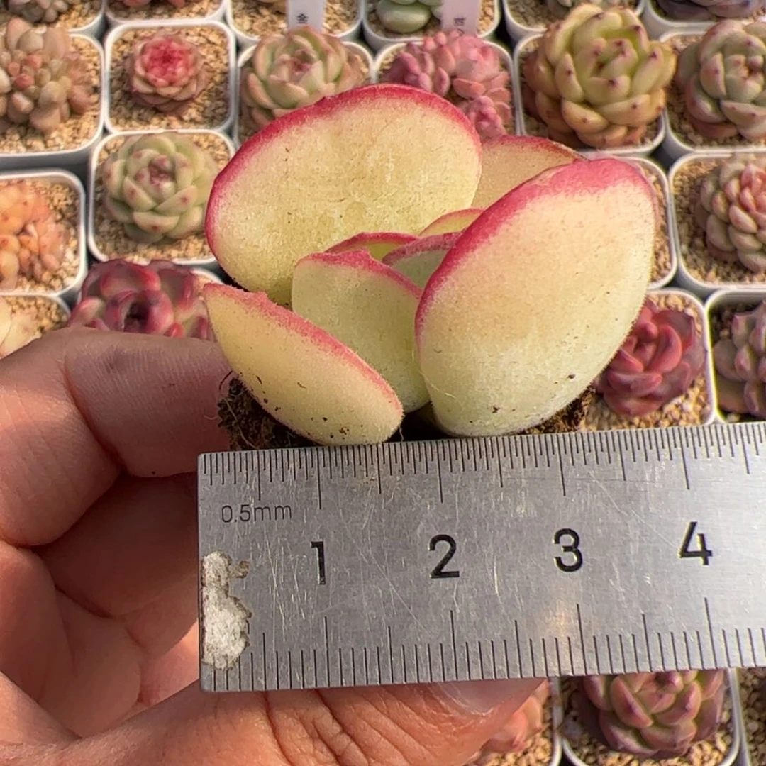 300 多肉植物组合盆栽