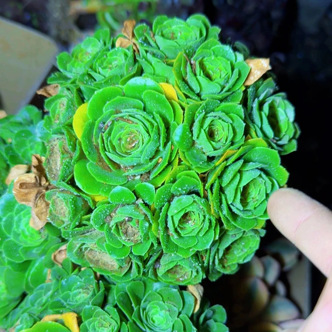 绿玫瑰法师满20包邮