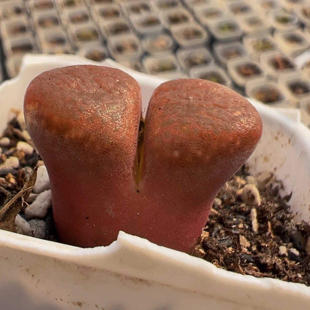 201多肉植物百科植物