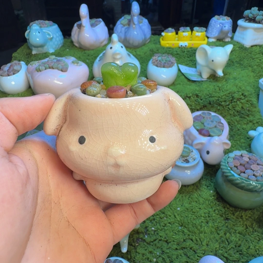 蓝***岩多肉葡萄的味道真的1311