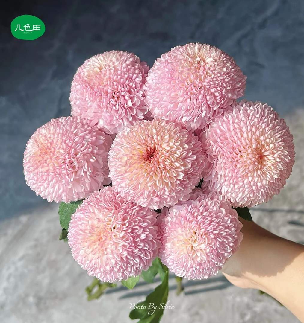 粉色乒乓菊----云南直发鲜花