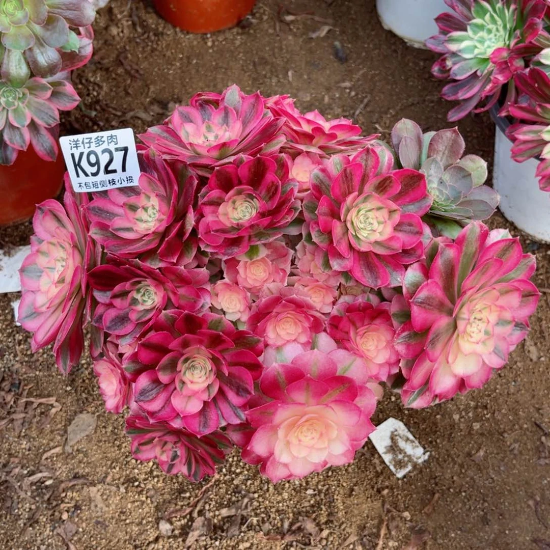 927倾城 冠幅30左右