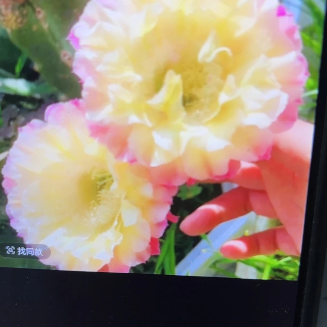 马丙彩歪侧牙20包邮仙人球