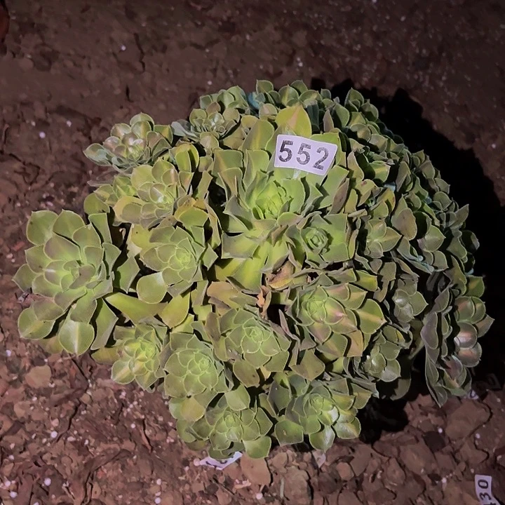 552妖月多肉植物不售后中班