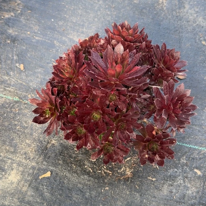 凤凰两单包邮。