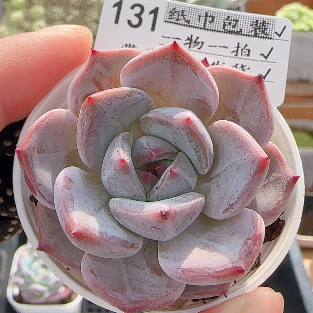 多肉0901-131暗纹系