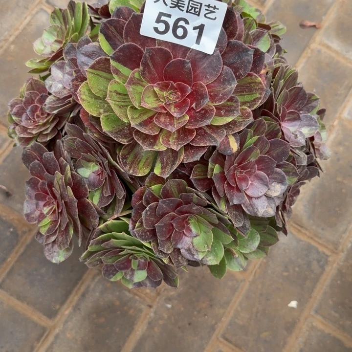 若****花月夜捧花老桩561肉肉