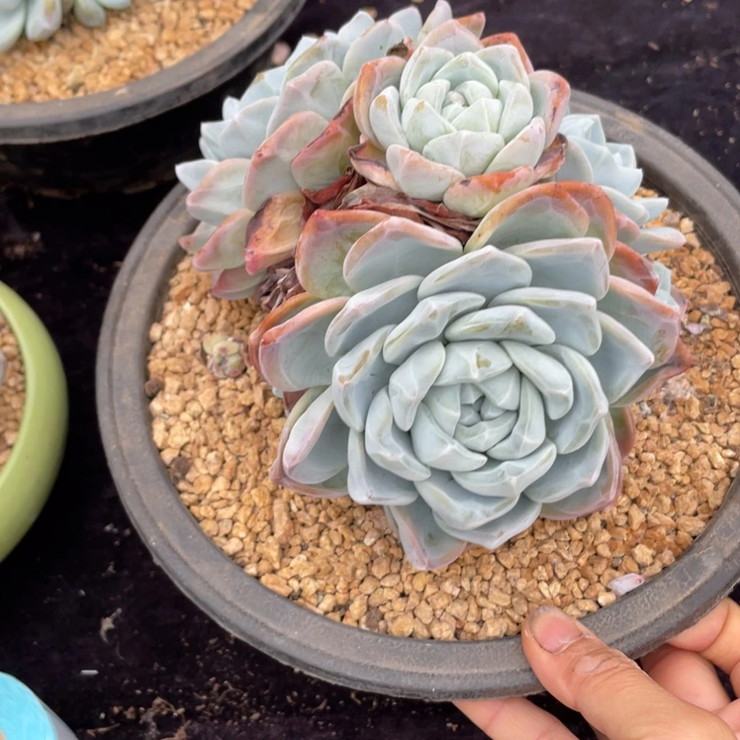 喜***狼冰玉群生多肉植物一物一拍