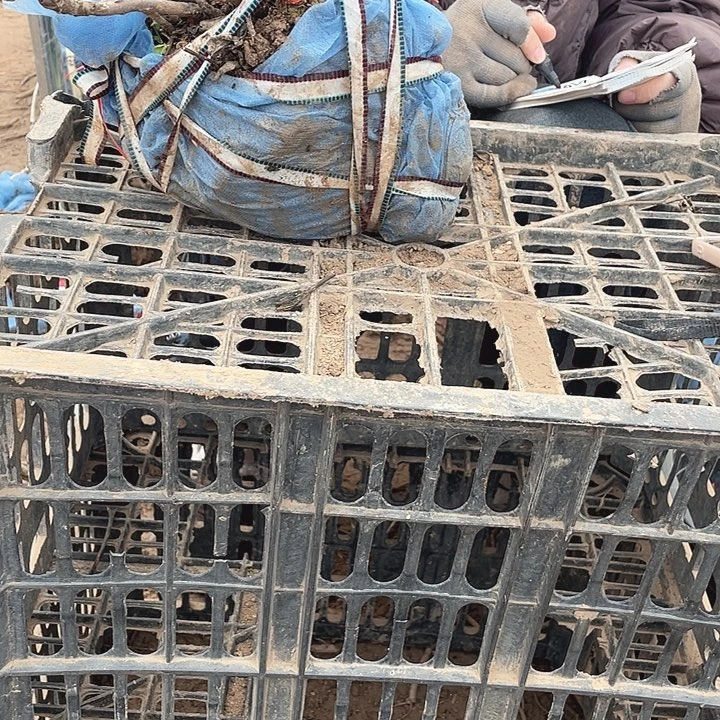 完全开放牡丹花开