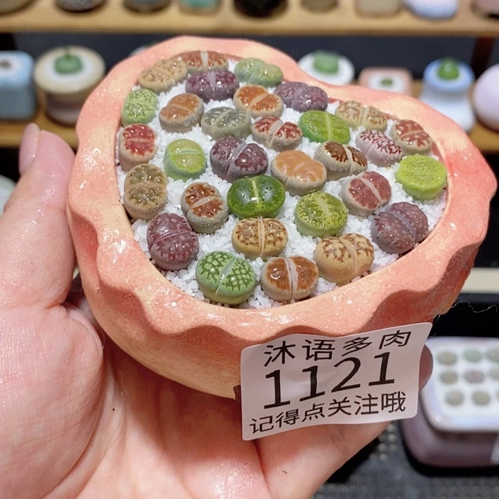 带盆土植物 精美盆栽1121