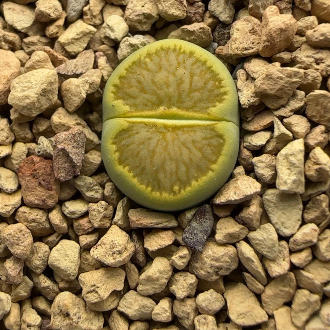 628 生石花大棚直播