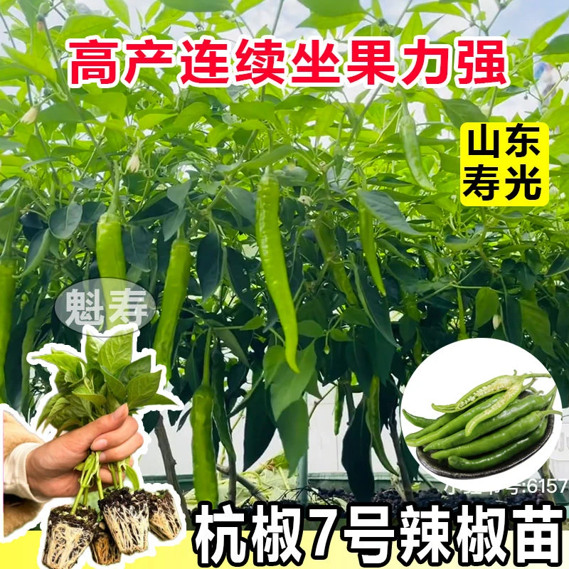 杭椒辣椒苗种子香辣高产辣椒秧苗树苗春秋阳台盆栽蔬菜种籽