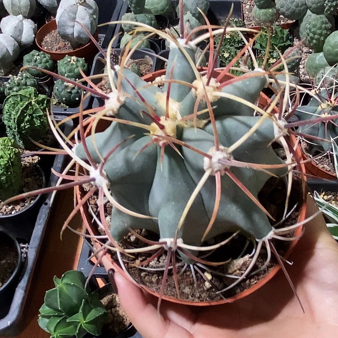 花花草草花花草草