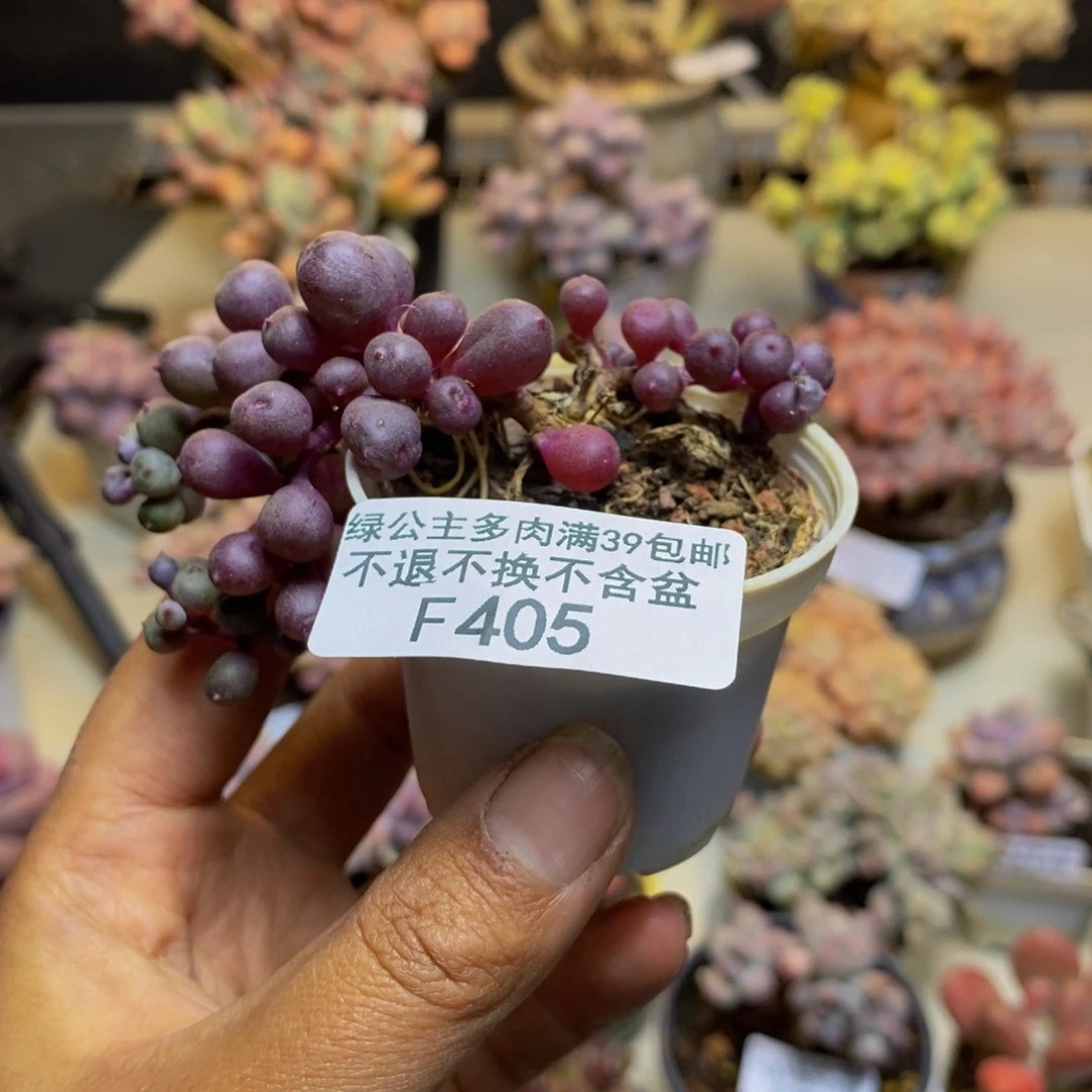 405紫泡泡多肉6c m