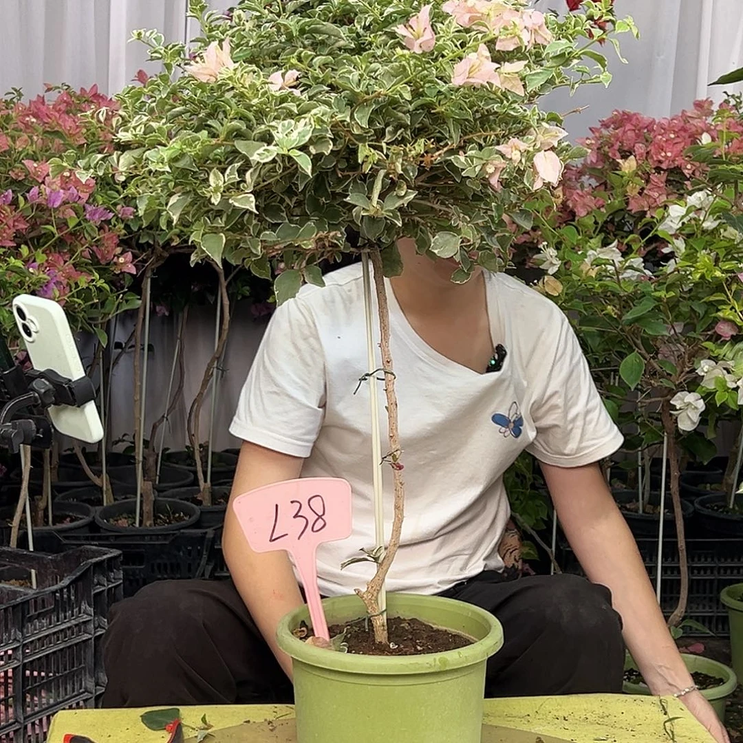 朵****当前无花栽培后可以开花L38少女心