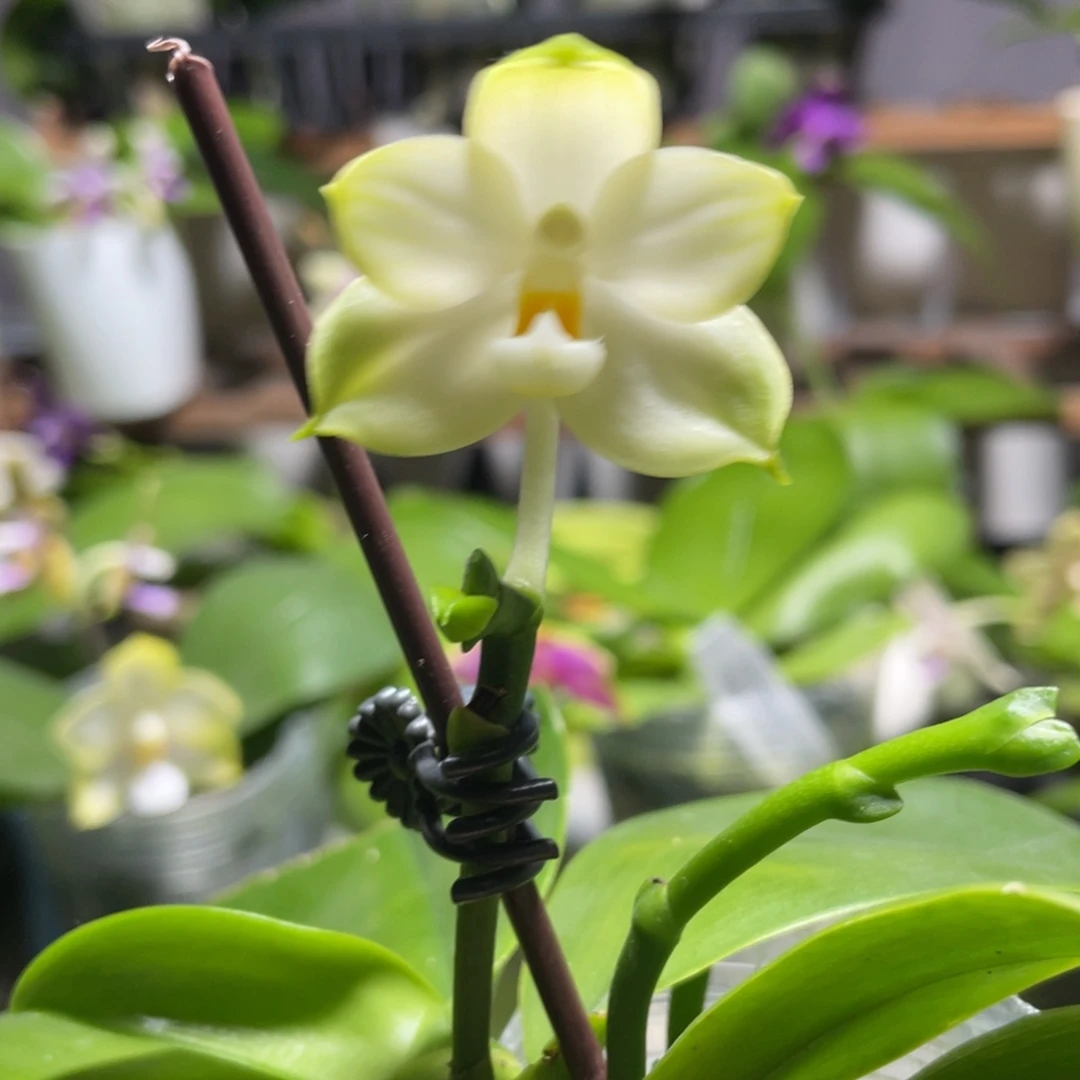 完全开放18叶瑕花期不保