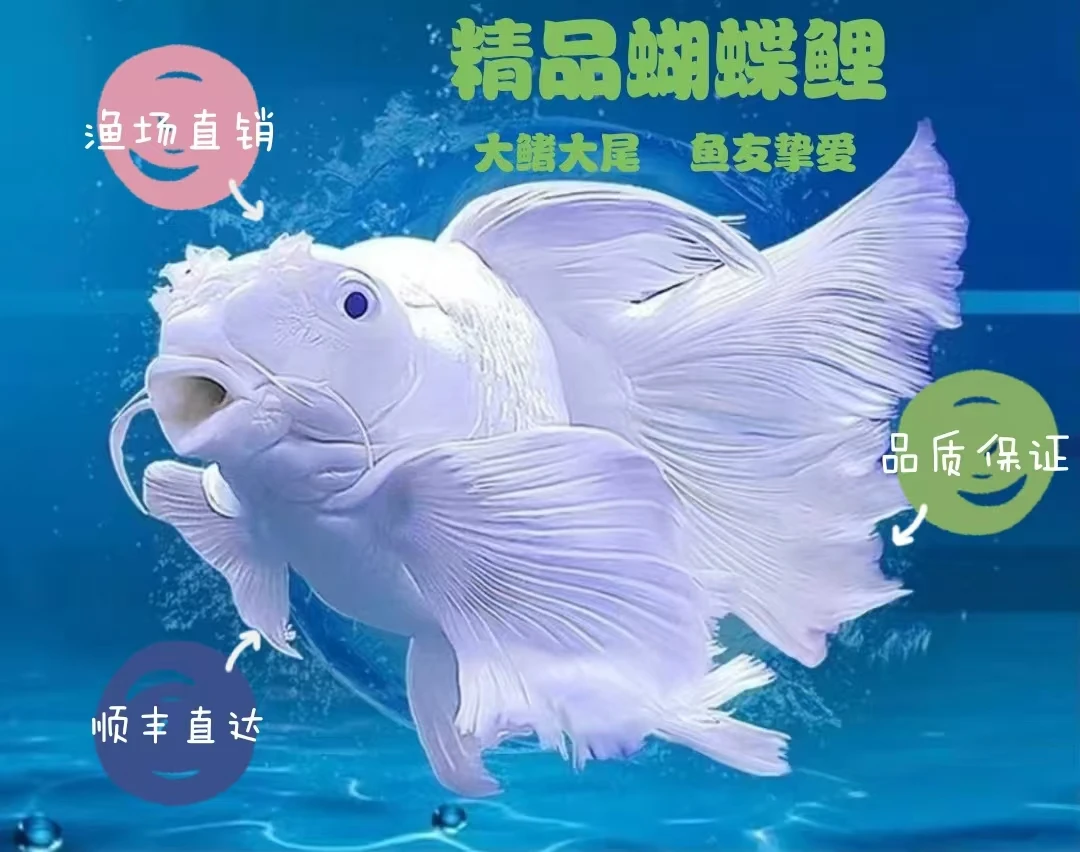 【18-22】公分赛级白色贵妃普身精品大鳍大尾渔场直发
