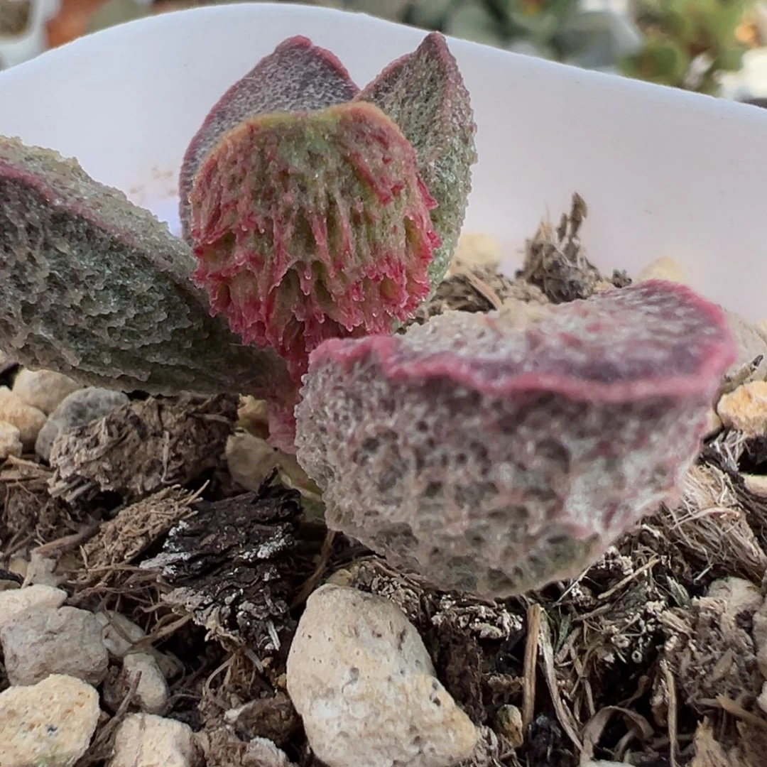 倒刺款实生新品单头纯木质桩