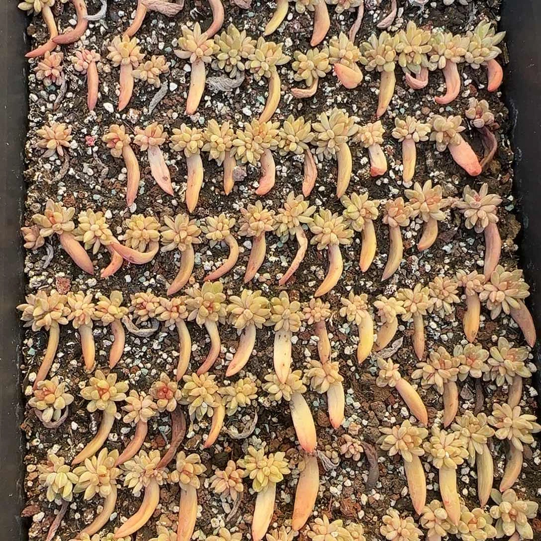 蓝戴莲一盘保底80颗脱土发