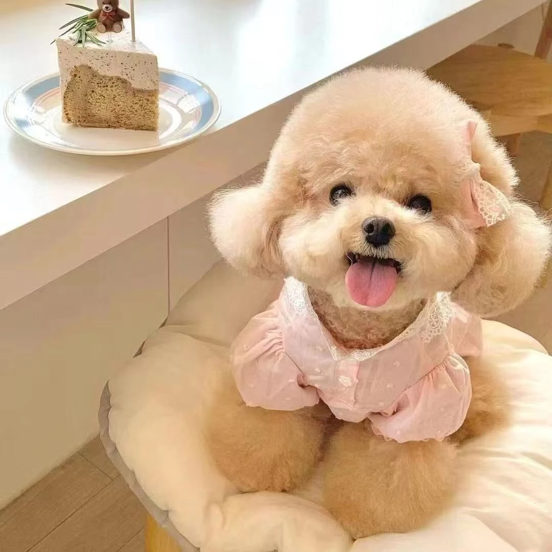 狗蛋36李恒泰迪马尔济斯约克夏比熊幼犬比熊韩系比熊飞耳狗狗