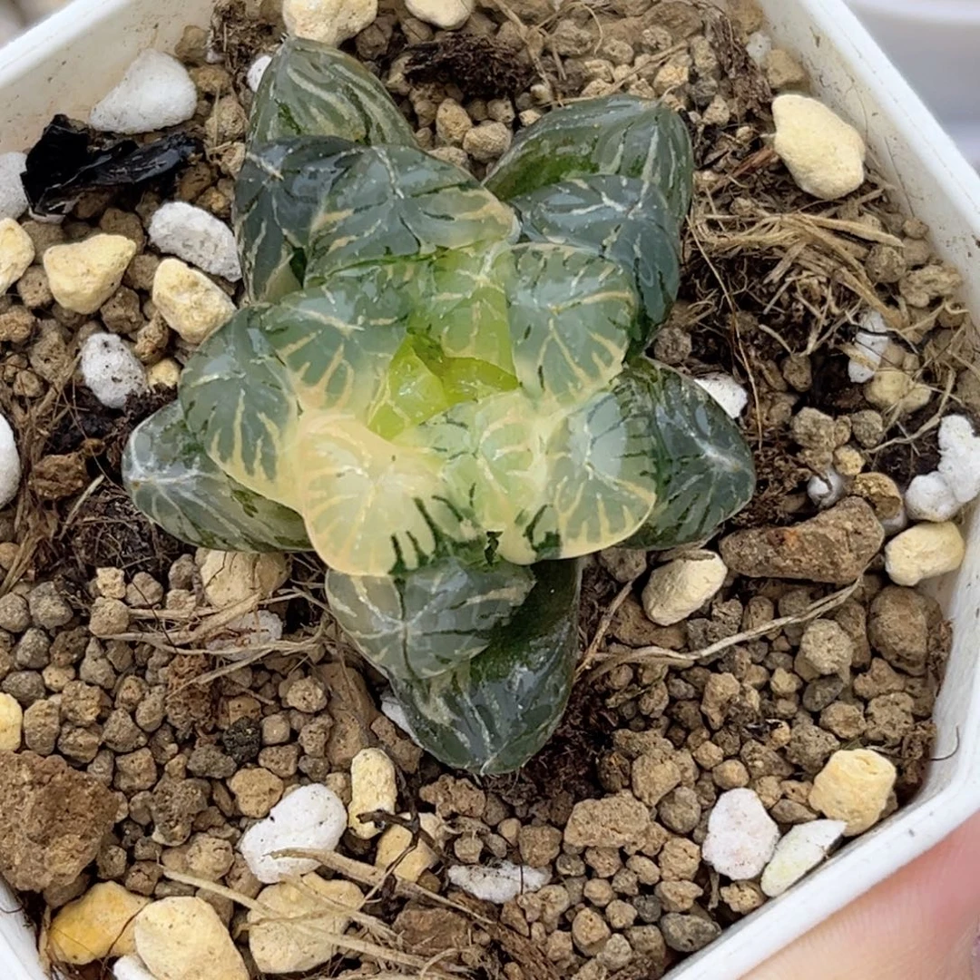 98大窗姬玉露锦福利专场