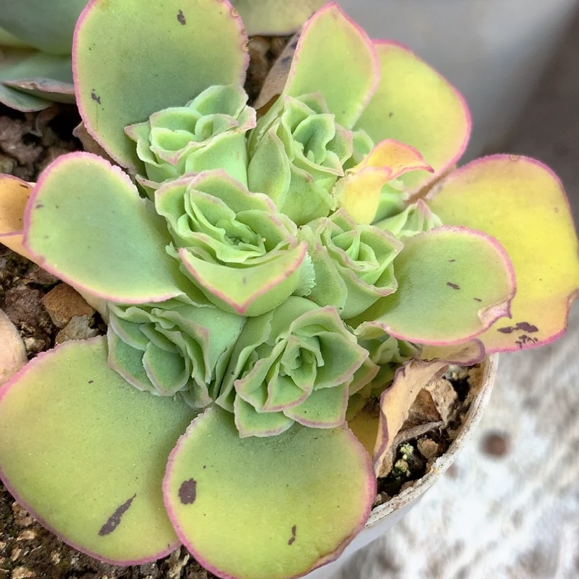 【闪购商品】yjj001