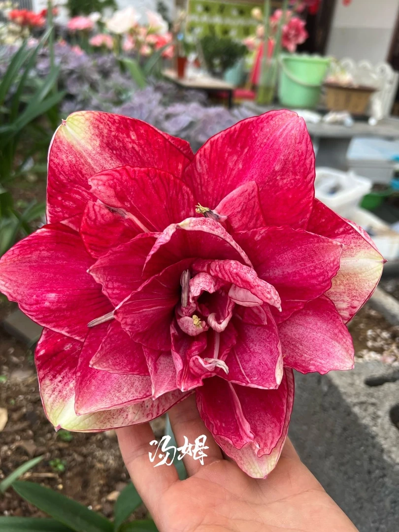 《汤姆》澳朱朱顶红，巨大花型，基地自然球准开花球规格