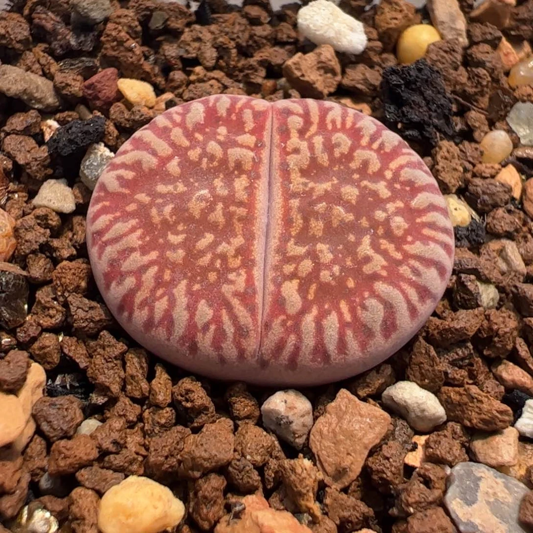 085多肉植物百科