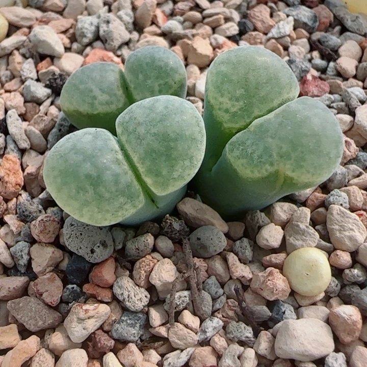 多肉植物双节清货100号