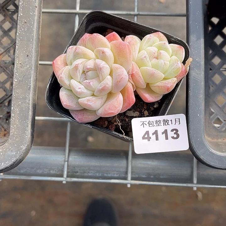 阿雅园艺。       4113