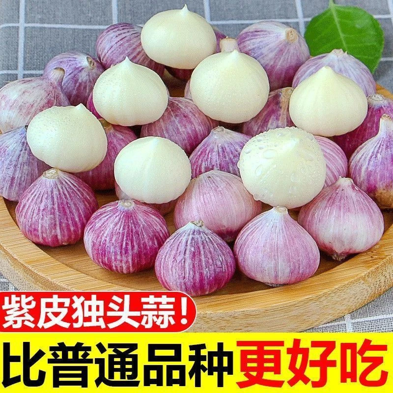 【超低价】紫皮独头蒜现挖蒜湿蒜云南大理大蒜独头蒜新鲜批发蒜包邮