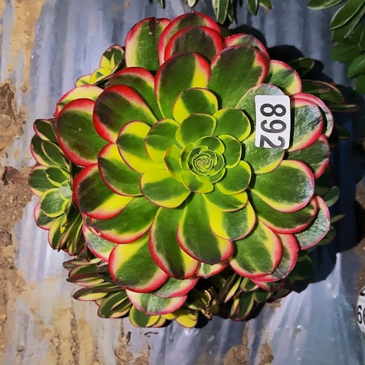 892奶白宽锦多肉植物处理不售后