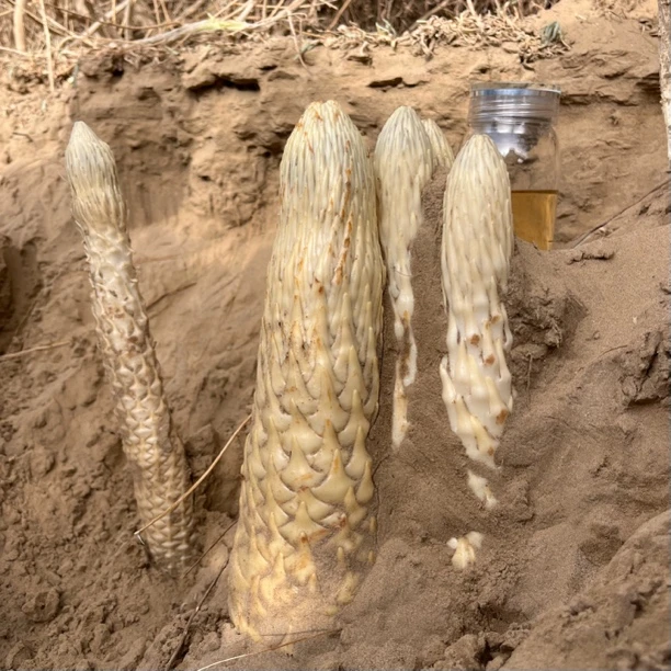 [新鲜肉苁蓉 单根400g以上】顺丰空运发货 泡茶煮水 煲汤炖肉 泡酒