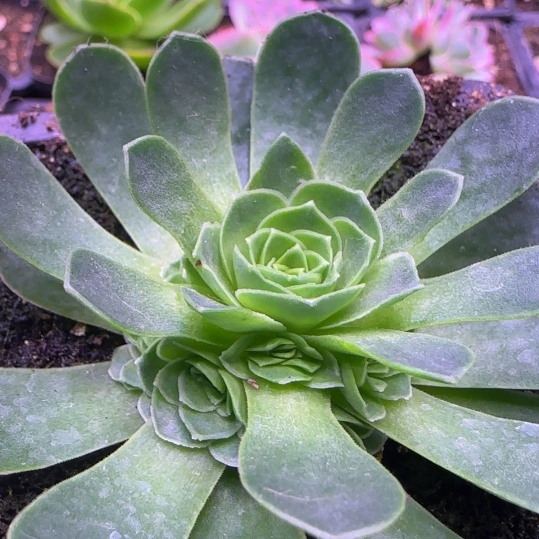 捧花6厘米紫粉玫瑰124242427242